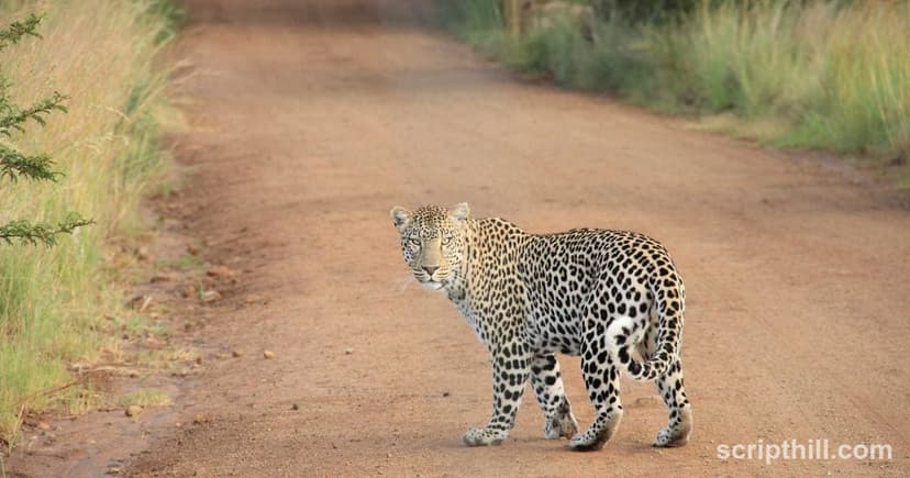 Smart TVs: The Definitive Guide to Connected Entertainment